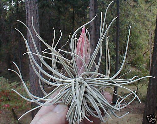 Tillandsia * OAXACANA * air plants  